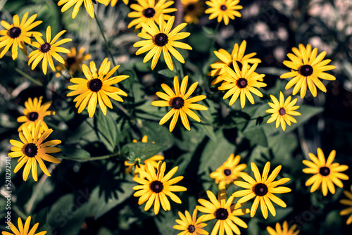 Rudbeckia with yellow flowers blooms in the garden in summer. The rudbeckia flower is orange in landscape design. Bright floral background with yellow flowers. Selective focus.