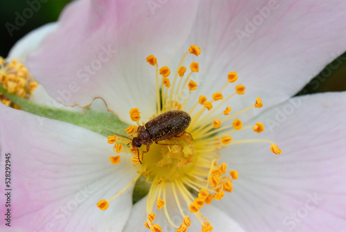 Small black beetle covered in pollen on yellow flower photo