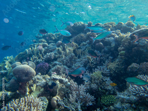 Fototapeta Naklejka Na Ścianę i Meble -  Fabulously beautiful view of the coral reef and its inhabitants in the Red Sea, Hurghada, Egypt
