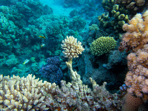 Fabulously beautiful view of the coral reef and its inhabitants in the Red Sea  Hurghada  Egypt