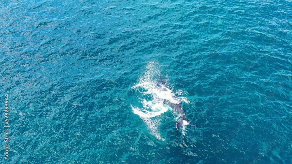Aerial Lockdown Shot Of Whale Spinning And Splashing Sea Water - Exmouth, Australia Aerial Lockdown Shot Of Whale Spinning And Splashing Sea Water - Exmouth, Australia