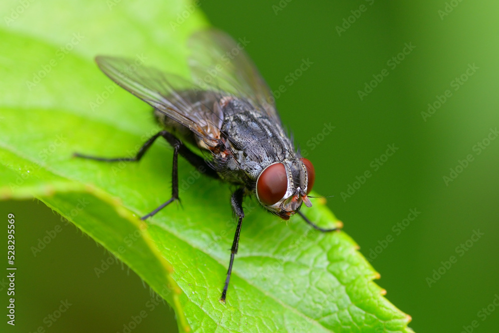 Fly on leaf Fly on leaf