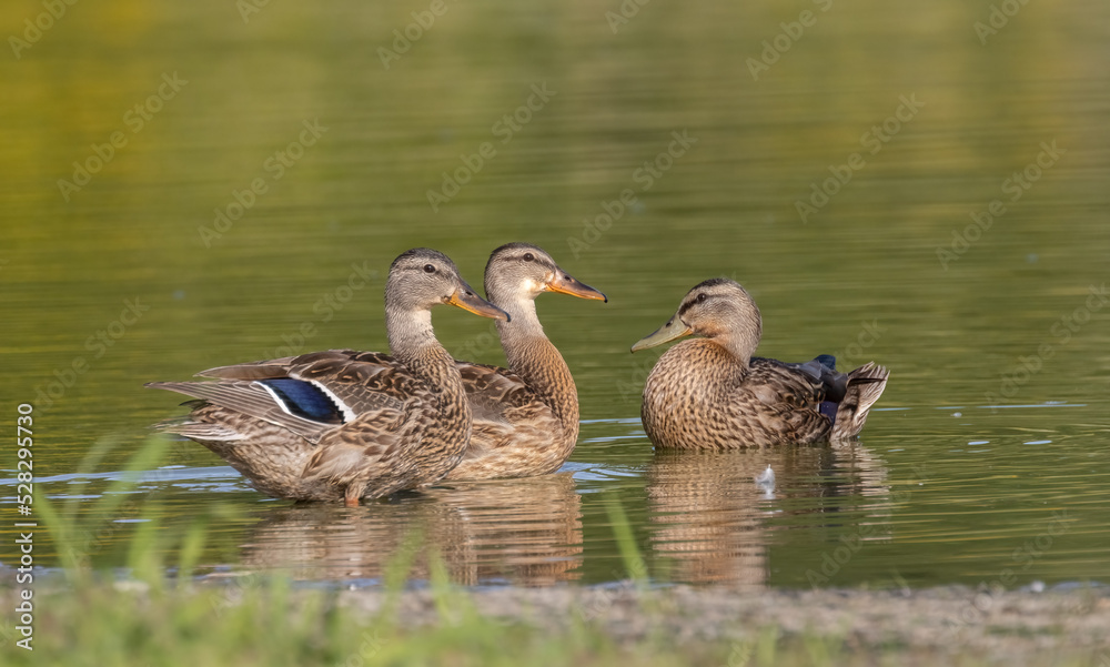 Three Mallard ducks on a pond in Muskoka with golden background
Three Mallard ducks on a pond in Muskoka with golden background