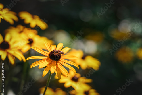 A yellow flower with a bee on a blurry background of green foliage. A bee on a yellow rudbeckia flower on a sunny day. Rudbeckia with yellow flowers blooms in the garden in summer. Selective focus.