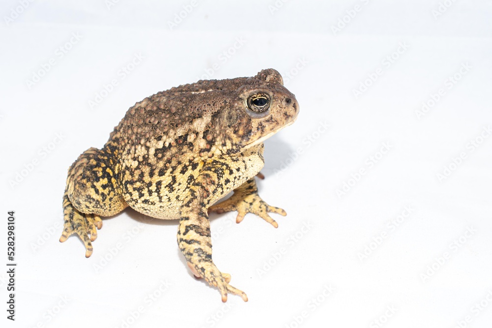 Fototapeta premium Toad on white background