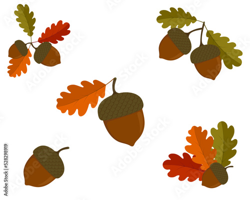 Vector acorn set. Oak leaves on white background. Hello autumn