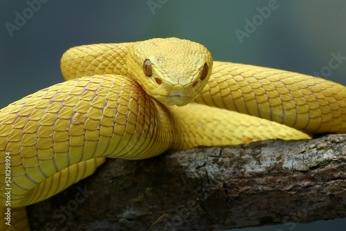 Yellow viper (Trimesurus insularis yellow ) coiled on a tree