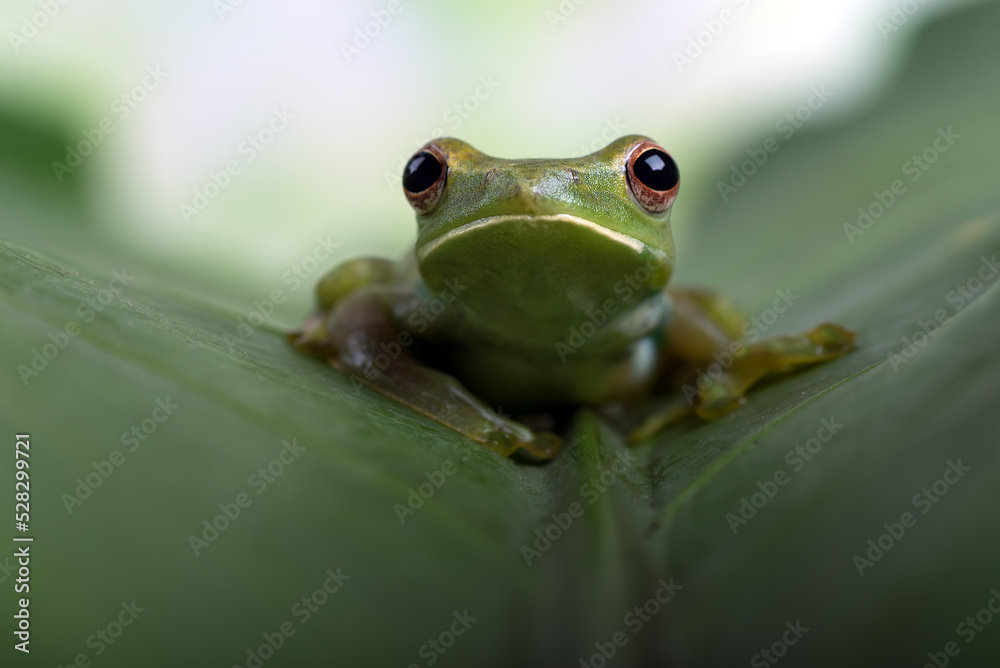 Close-up photo of a white-lipped tree frog Close-up photo of a white-lipped tree frog