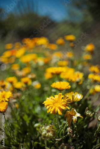 campo de flores amarillas