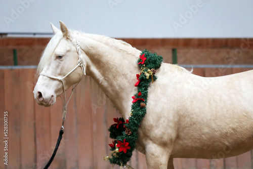 Beautiful cremello stallion decorated with a Christmas wreath