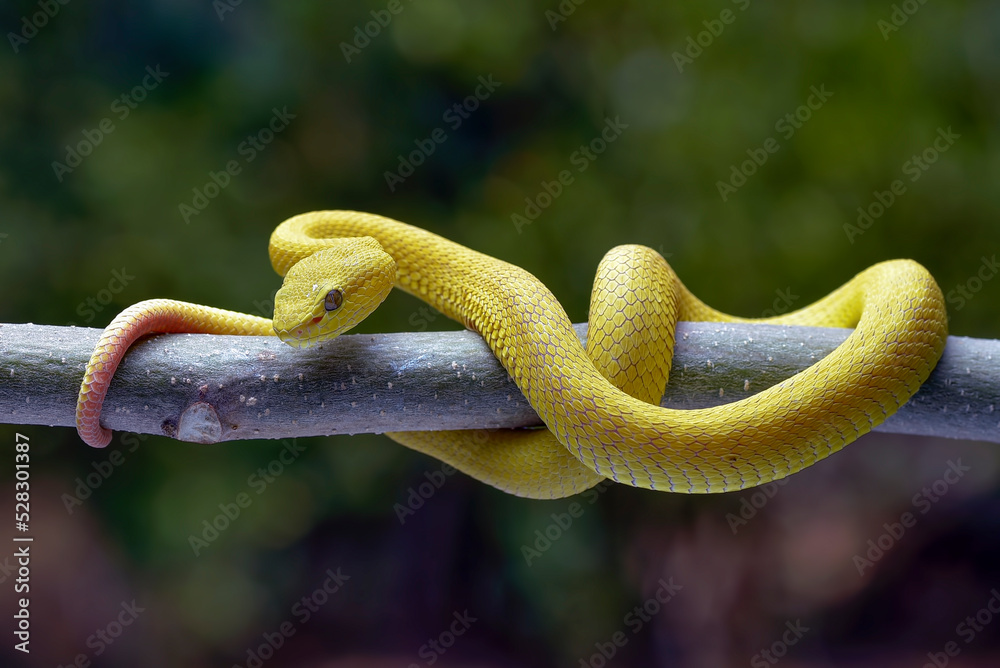Obraz premium Yellow viper (Trimesurus insularis yellow ) coiled on a tree