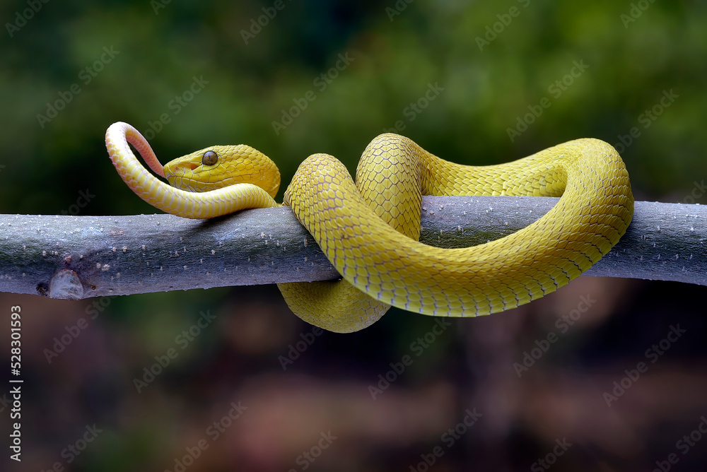 Obraz premium Yellow viper (Trimesurus insularis yellow ) coiled on a tree