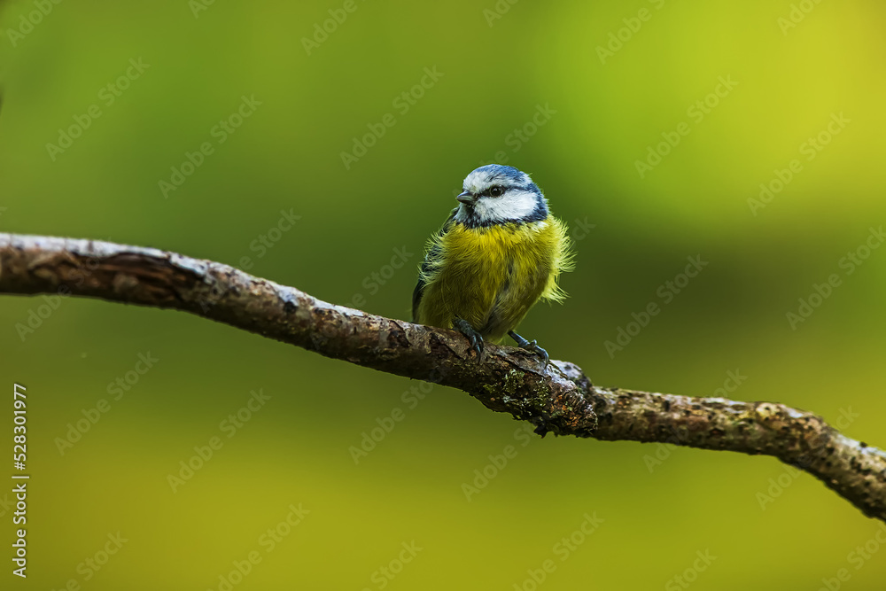 Eurasian blue tit (Cyanistes caeruleus) on a dry branch with a green background Eurasian blue tit (Cyanistes caeruleus) on a dry branch with a green background