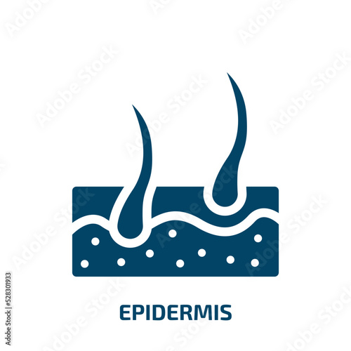 epidermis vector icon. epidermis, problem, skin filled icons from flat medical concept. Isolated black glyph icon, vector illustration symbol element for web design and mobile apps