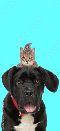picture of lovely labrador retriever dog with tabby cat and rabbit behind