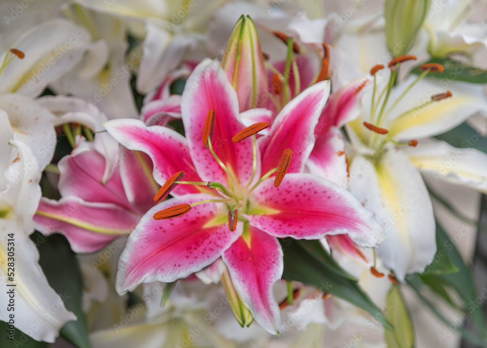 Lilium 'Stargazer', a hybrid lily with fragrant perfume