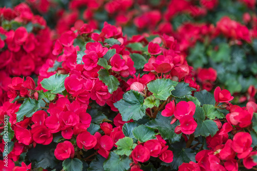 Fototapeta Naklejka Na Ścianę i Meble -  Begonia Elatior Betulia Red. Autumn flowers for gardens, parks