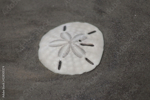 Plain white shell starfish with holes (Estrela do Mar)
