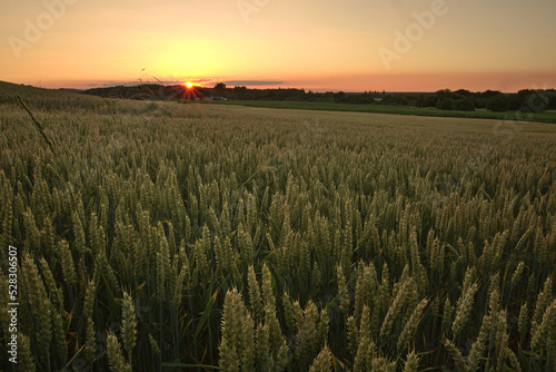 Sunset over the fields of ripening wheat. Growing grain in the field.