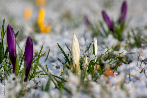 Field of flowering crocus vernus plants covered with snow, group of bright colorful early spring flowers in bloom photo