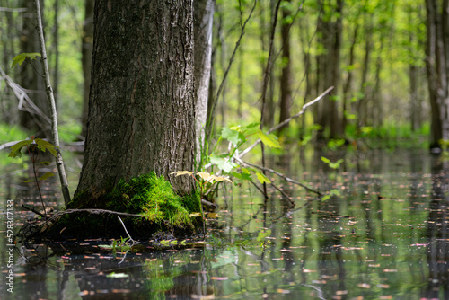 A single tree in a swamp with some foliage and moss growing at the base. 