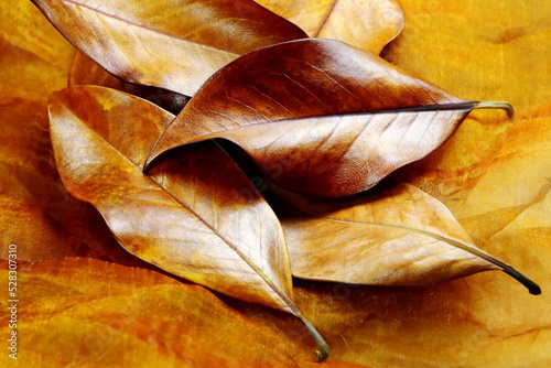 Primo piano di foglie di magnolia con colori dell autunno
