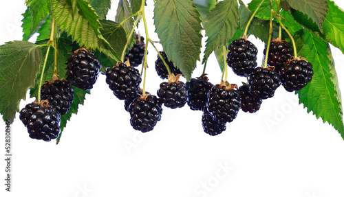 Ripe blackberries and leaves on a bush close-up. isolated. blackberry harvest.