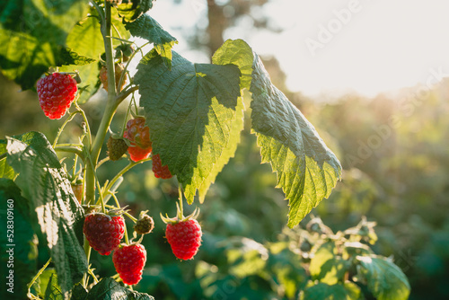 czerwone soczyste dojrzałe owoce malin na krzaku, pokazane w słońcu. © Marcin