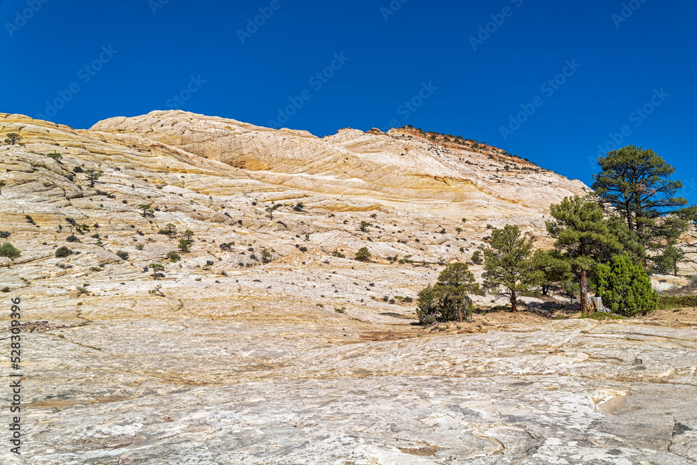 Pinyon Pines grow among sandstone hills in the Grand Staircase-Escalante National Monument, Utah, USA