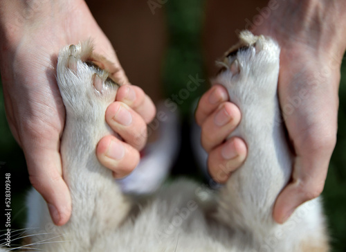 Paws of a corgi dog in the hands of a teenager, friendship and love for animals