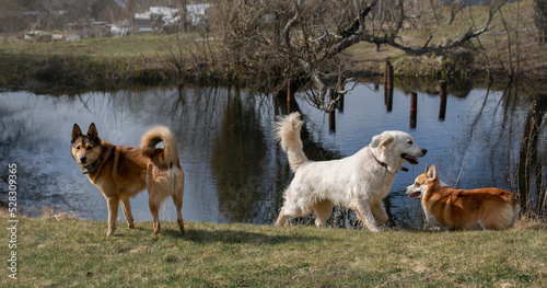 Three dogs of different breeds play on the shore of the pond on the lawn in summer fun