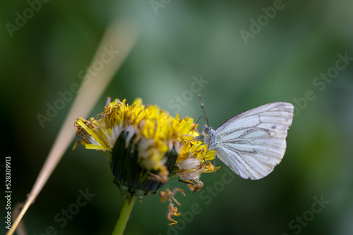 Ein Grünader Weißling, Peris napi und eine gelbe Blüte.
 photo