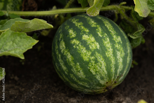 Watermelon is growing in the garden,Sweet fruit.