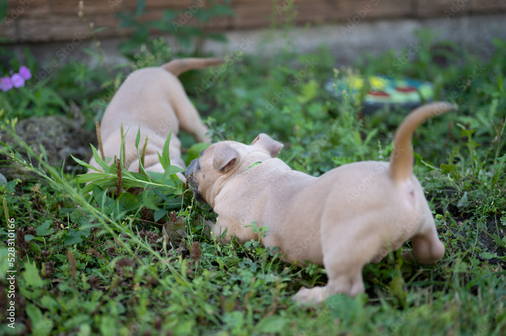 pit bull bullies playing in grass summer time 