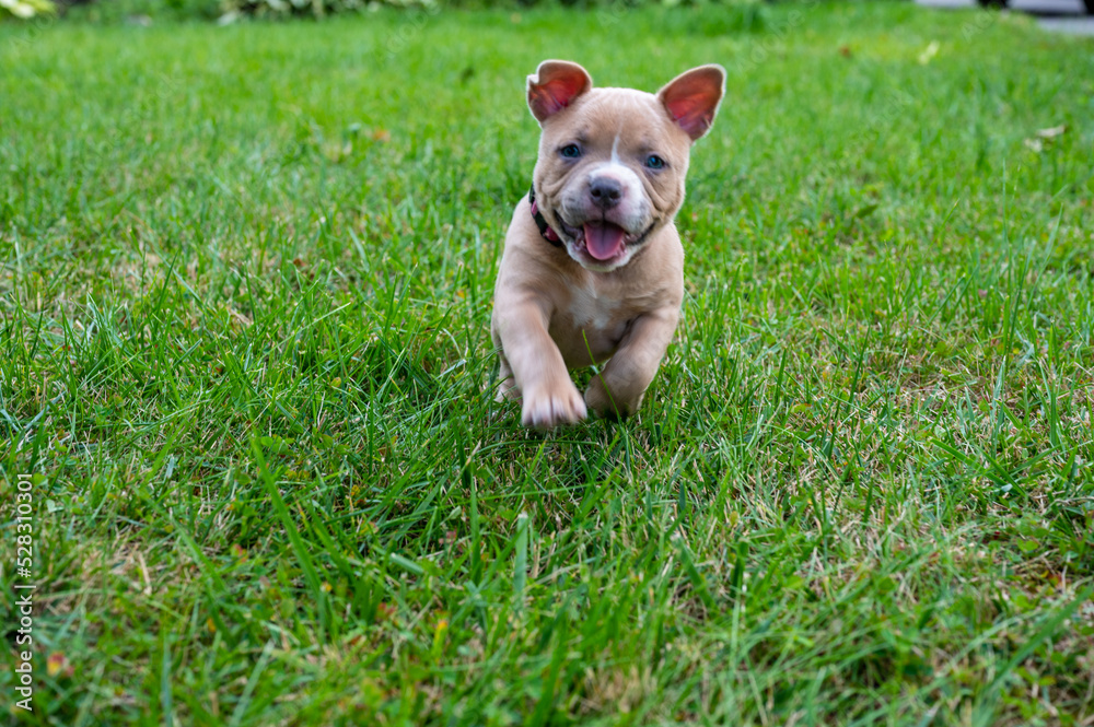  baby pocket pit bull bully playing with  in the grass outside 