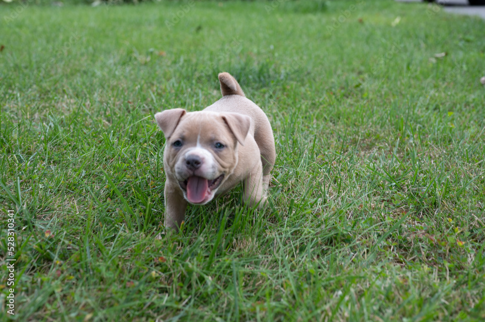  baby pocket pit bull bully playing with  in the grass outside 