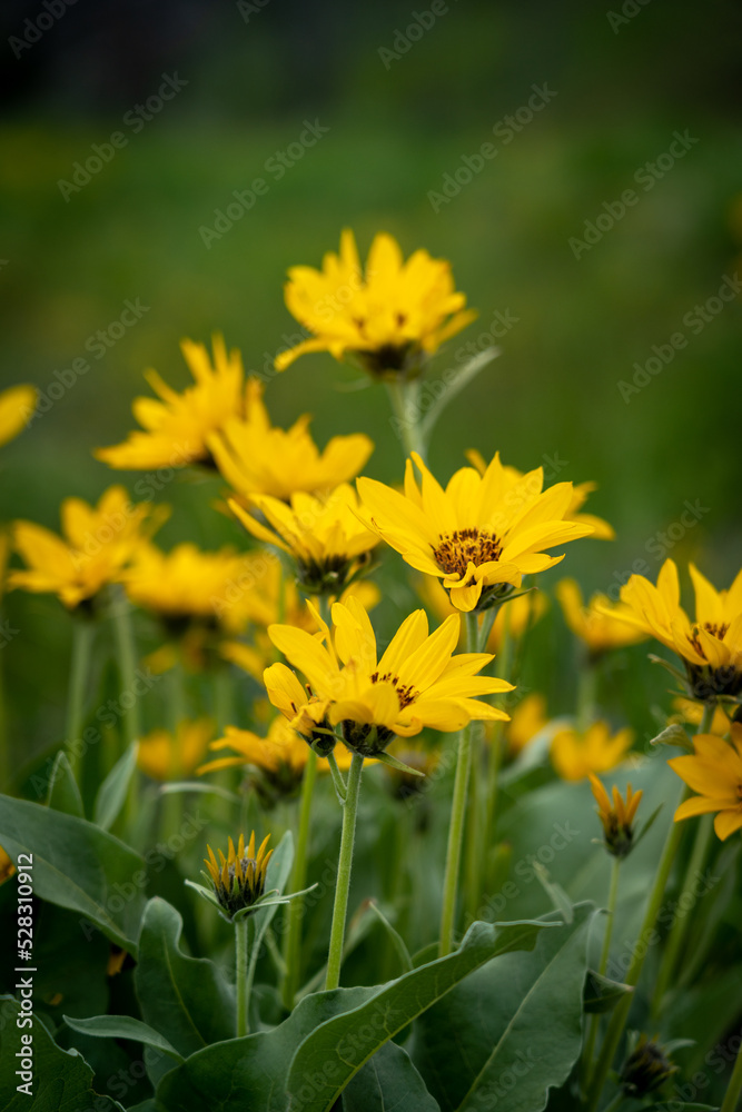 Fototapeta premium Arrowleaf Balsamroot flowers yellow