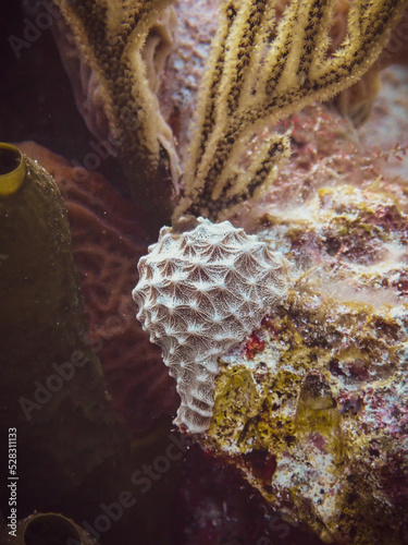 Goosebump sponge (Dysidea fragilis) in the Exuma Cays, Bahamas photo