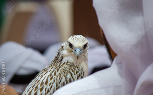Background image of a arab guy holding his falcon during a falcon show in Qatar. falconry photo