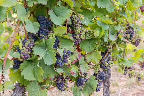 Grapevine with black and green grapes and leaves