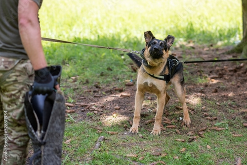 A cowardly German Shepherd in aggression training, with a cynologist.