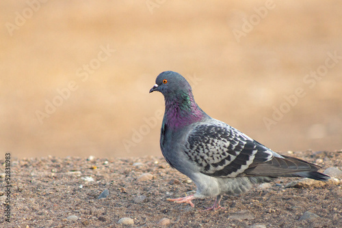 pigeon on the desert © cristian