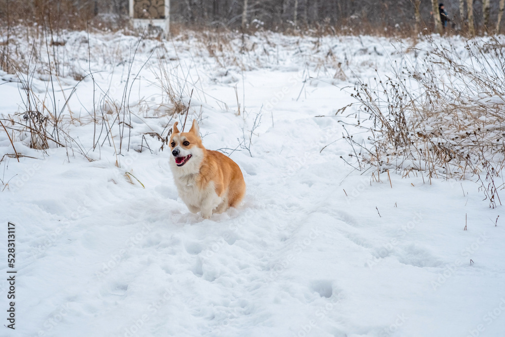 Welsh Corgi Pembroke in the winter forest. Winter walk. Outdoor fun. Cute corgi Welsh Corgi Pembroke in the winter forest. Winter walk. Outdoor fun. Cute corgi