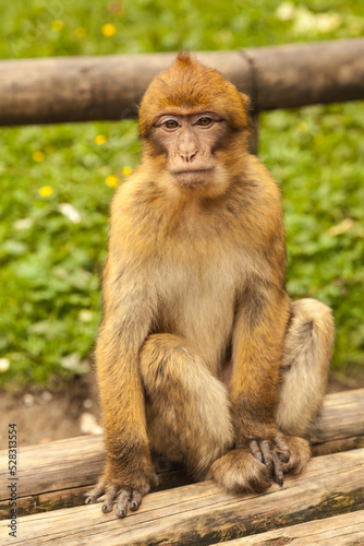 Monkey looking around in Salem, Germany