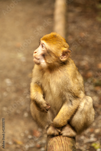 Monkey looking around in Salem, Germany © dragan1956