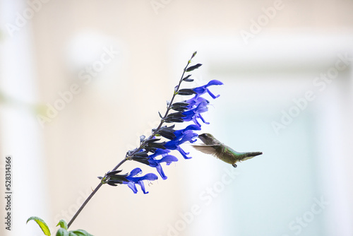 Hummingbird feeding of Black and Blue Salvia plant photo