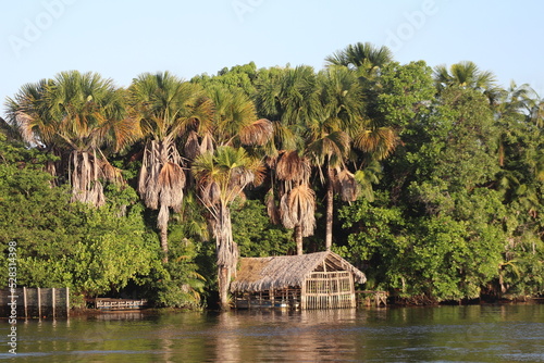 Palmeira de Buriti - Beira do Rio - Barreirinhas Maranhão photo