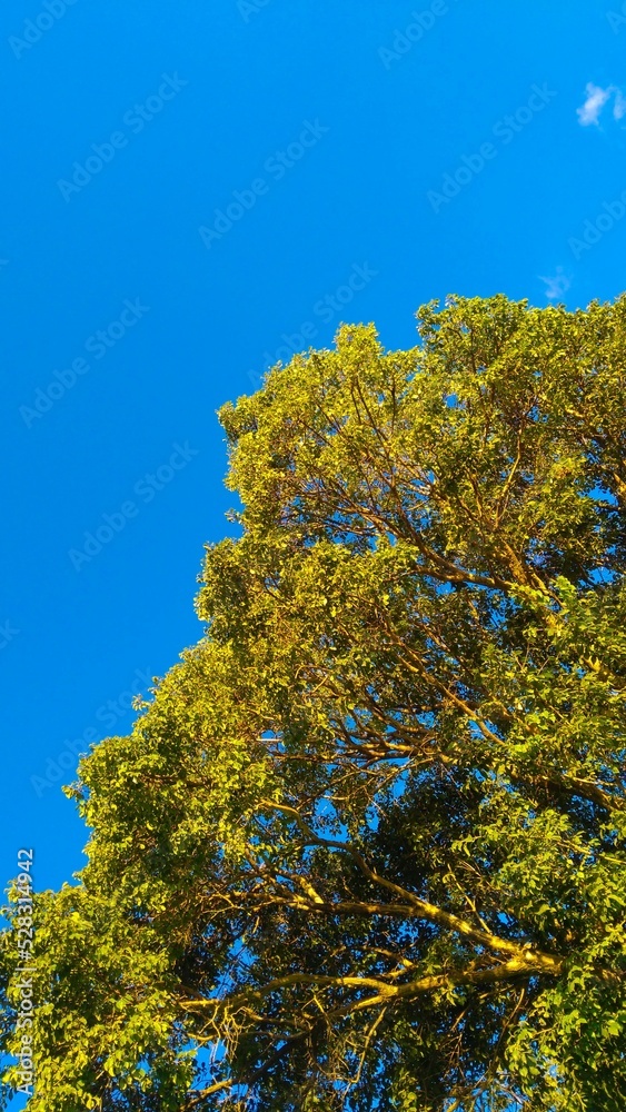 autumn leaves on a tree