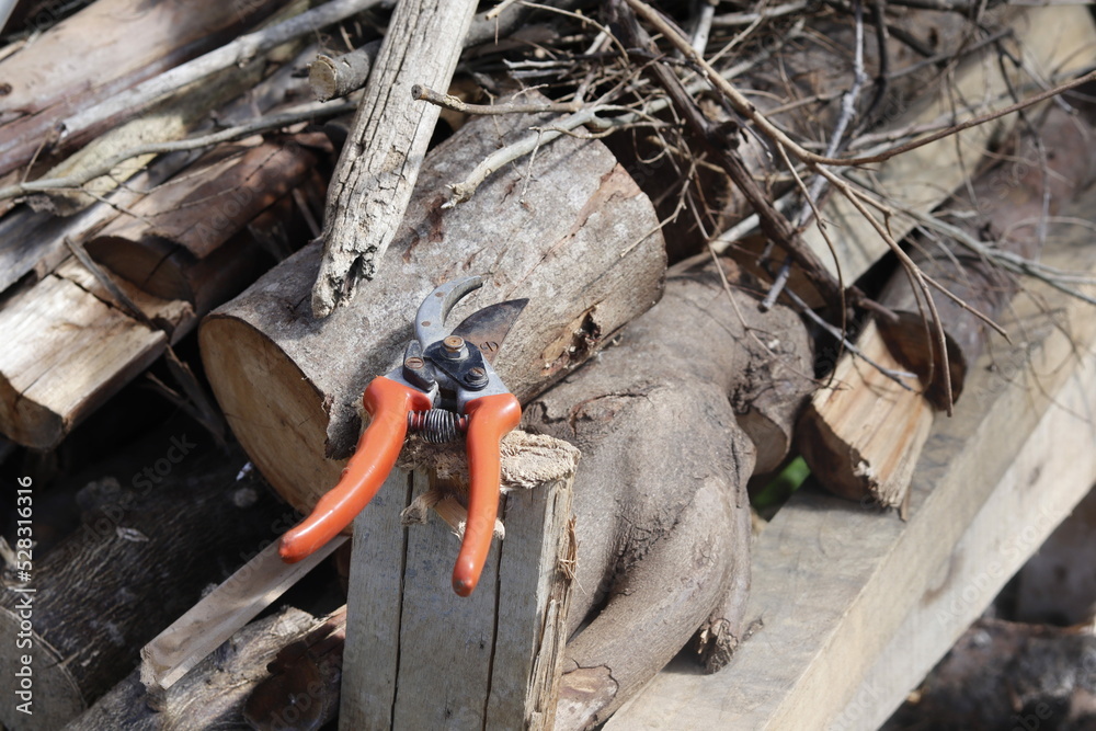 Obraz premium tree pruning