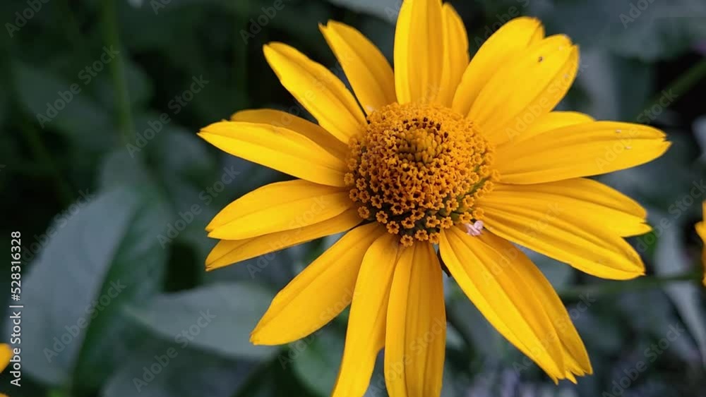 video of a large yellow chamomile close-up swaying in the wind video of a large yellow chamomile close-up swaying in the wind